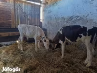 Bulle, Russian Black pied cattle — Foto 5