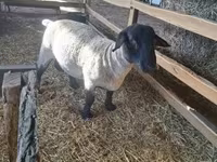 Beran, White Suffolk sheep — foto 2