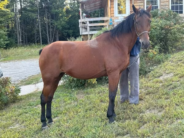 Stute, Standardbred