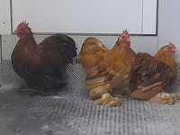 Pékin Bantam — photo 6
