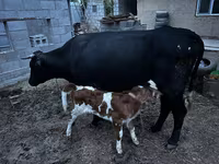 Vache, Latvian Blue cattle — photo 3