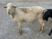 Bélier, Hampshire sheep — photo 6