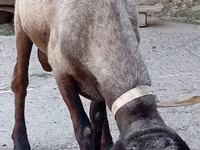 Bélier, Ordabasy sheep — photo 3