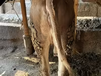 Býk, Simmental cattle — foto 4