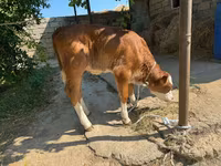 母牛, Cattle — 照片 4