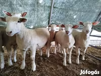 雌羊, Ile-de-France sheep — 写真 2
