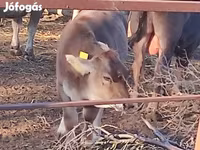 गाय, भूरी कार्पातियन नस्ल — फ़ोटो 1