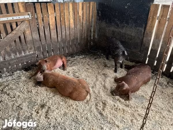 Verrat, Мангалица