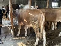 Býk, Simmental cattle — foto 5