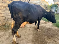 母牛, Red-spotted breed — 照片 1