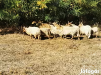 Schaf, Racka sheep — Foto 6