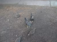 Bantam Japonesa — foto 3