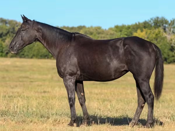 母马, Quarter Horse