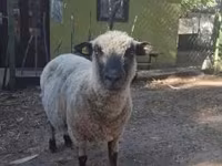Beran, Shroshire sheep — foto 1