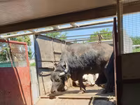 母牛, African Buffalo — 照片 1