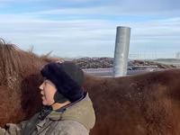 حصان, Kustanai horse — الصورة 1