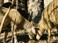 كبش, Merinoland sheep — الصورة 5