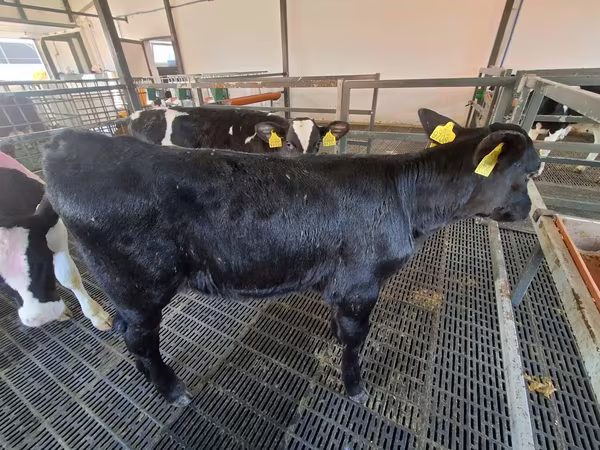 雌牛, Russian Black pied cattle