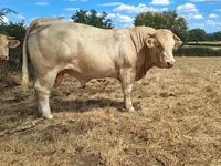 Taureau, Charolais cattle — photo 4