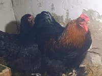Brahma — Foto 2