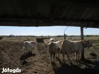 सांड, Charolais cattle — फ़ोटो 5