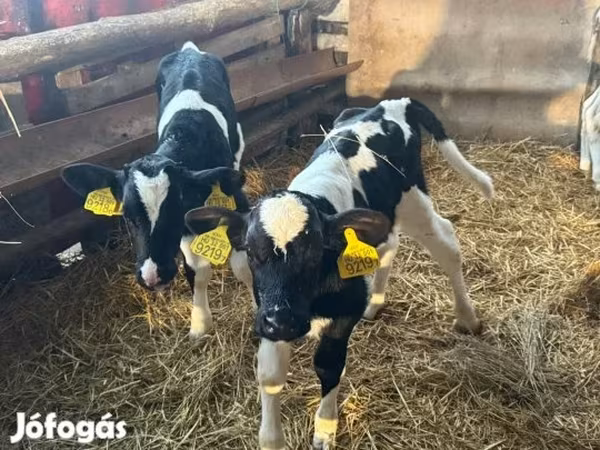 Býk, Russian Black pied cattle