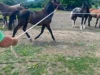 حصان, Hucul pony — الصورة 2