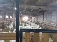 बकरी, Toggenburg goat — फ़ोटो 3