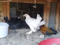Chickens — photo 2