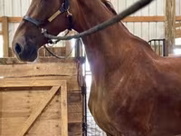 Jument, Dutch warmblood horse — photo 4