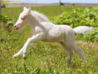 Cheval, American shetland pony — photo 3