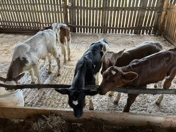 公牛, Cattle