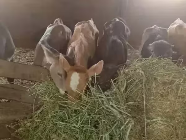 Бык, Коровы