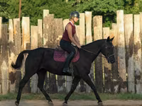 母马, Quarter Horse — 照片 7