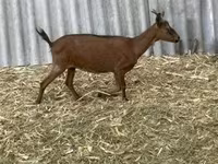 Boucs, Alpine goat — photo 8