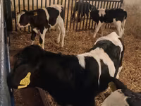 सांड, Russian Black pied cattle — फ़ोटो 3