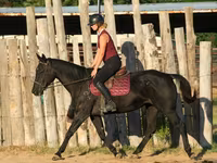 母马, Quarter Horse — 照片 6