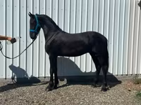 Cheval, Friesian — photo 2