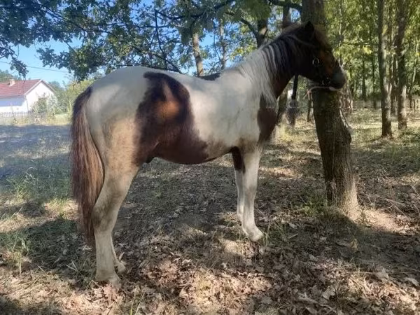 At, Atlar