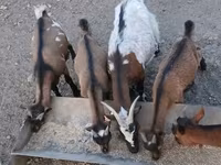 公山羊, Pomellata goat — 照片 3
