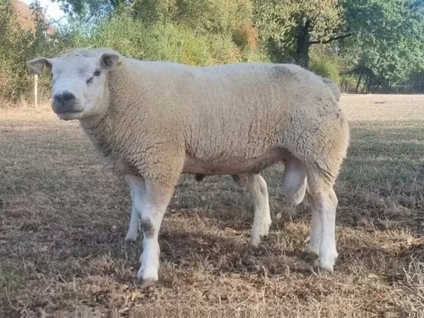 Widder, Texel sheep