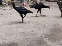 Chickens — foto 2