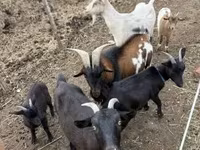 बकरियाँ (लॉट, लिंग निर्दिष्ट नहीं), बकरियाँ — फ़ोटो 1