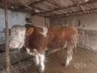 Byk, Krowa limuzyńska — zdjęcie 3