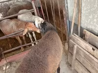 Ram, Blackheaded Persian sheep — photo 6