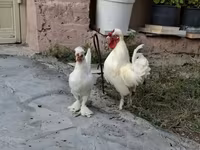Chickens — zdjęcie 6
