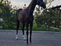 Caballo, Akhal-Teke — foto 2
