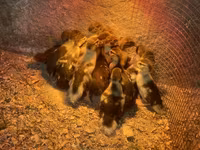 Ducks — 照片 1
