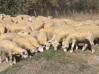 نعجة, Ile-de-France sheep — الصورة 2
