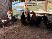 Chickens — Foto 1